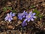 Hepatica Marlene Spence